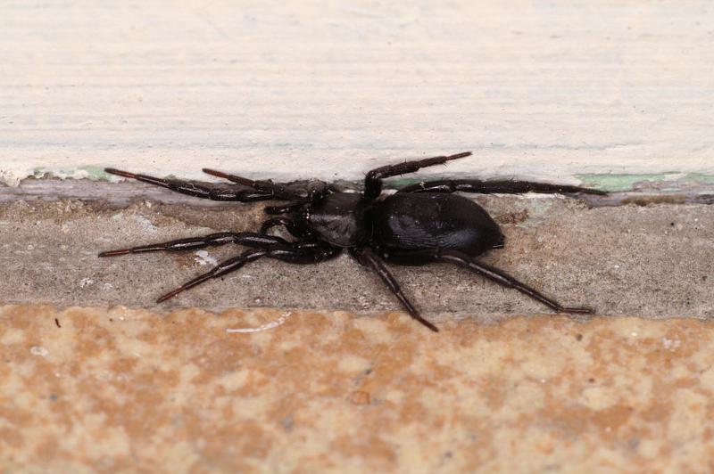 Zelotes_praeficus_D5059_Z_90_Les Gris_Frankrijk.jpg